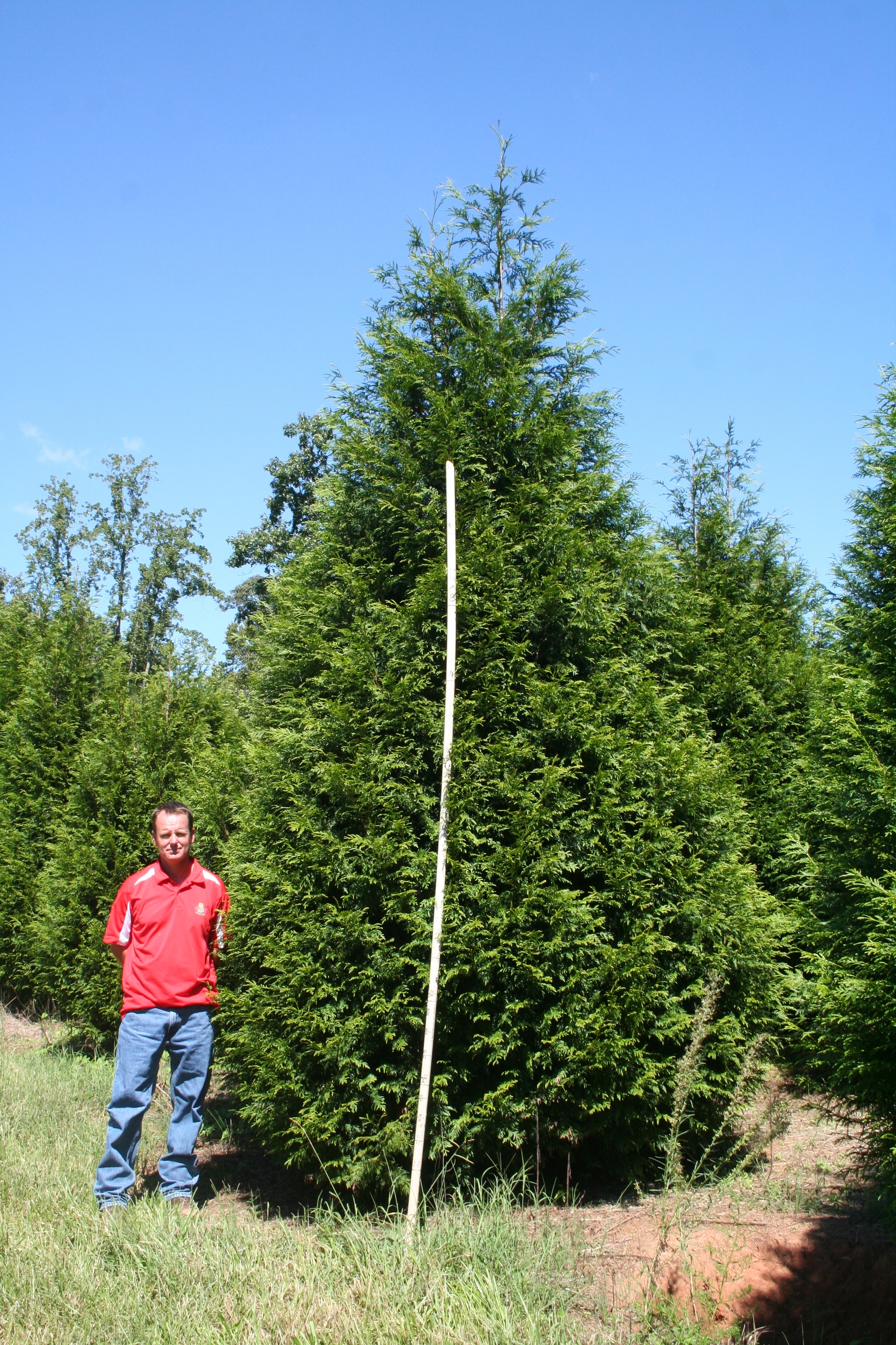 Green Giant Arborviate